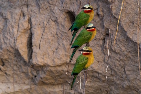 White-fronted bee-eater