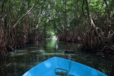 Boat ride through mangrove forest
