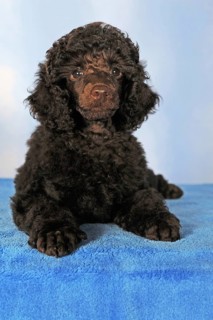 Miniature poodle
