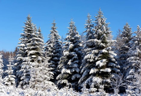 Snowy spruce forest