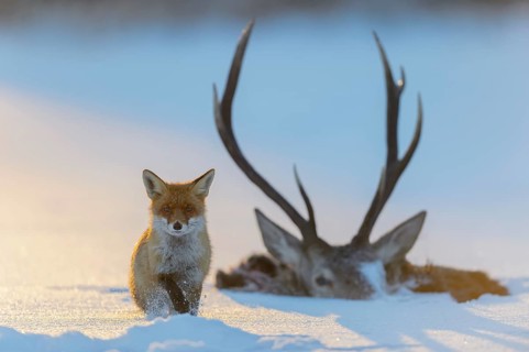 Red fox