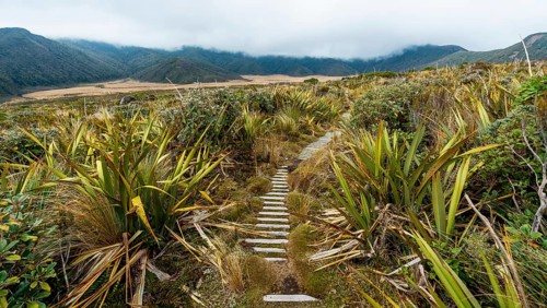 Trail through swampland