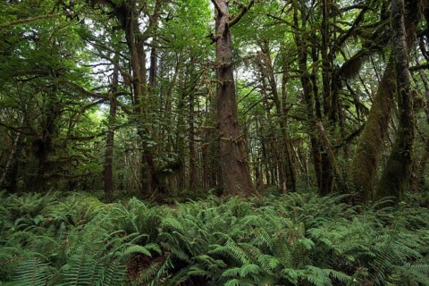 Vegetation with ferns on Kestner Homestead Trail