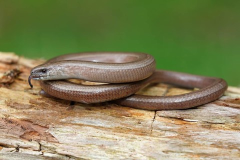 Slow worm