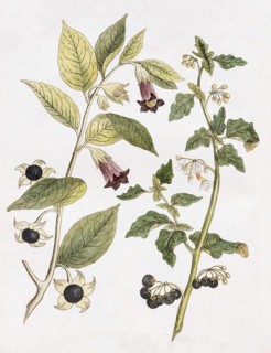 Belladonna