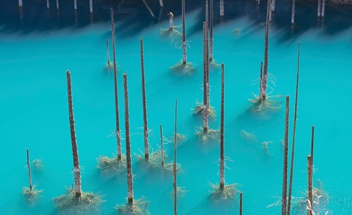 Dead trunks of Picea schrenkiana pointing out of water