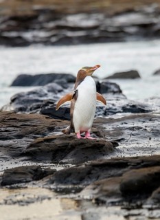 Yellow-eyed penguin