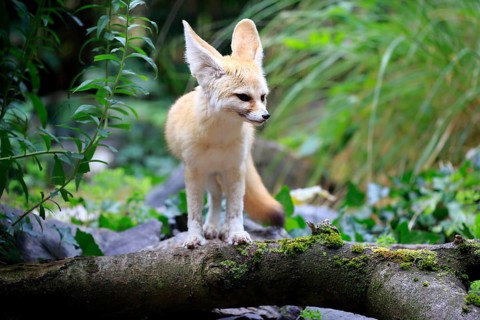 Fennec