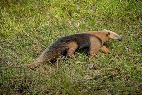 Southern tamandua or collared anteater