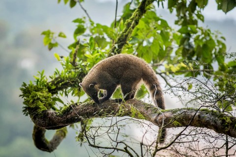 Ring-tailed coati