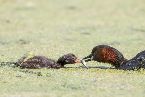 Little grebe