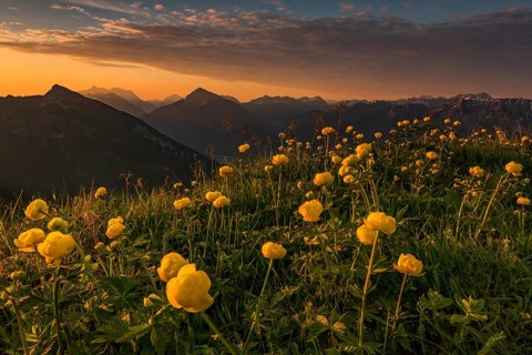 Sunrise behind meadow with Globeflowers