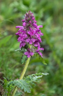 Verticillate lousewort