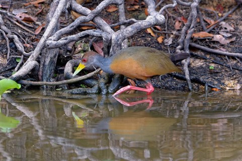 Stalking Grey-necked Wood Rail