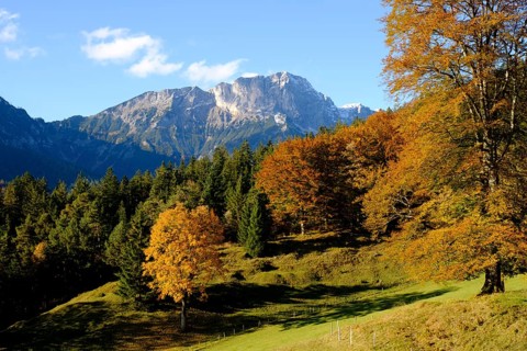 Autumn forest in front of Berchtesgadener Hochthron