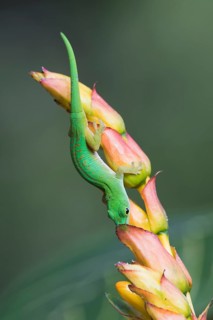 Small day gecko