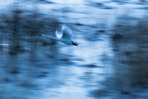 Whooper swan