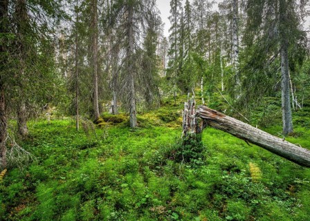 Fallen tree in arctic forest with Horsetails