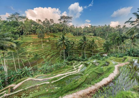 Jatiluwih rice terraces
