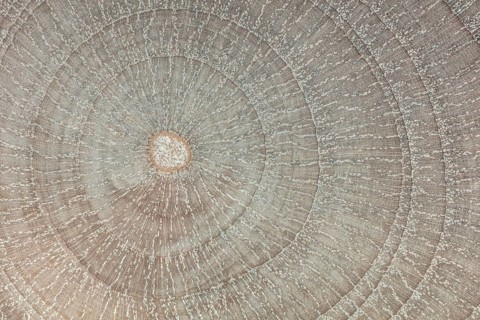 Photomicrograph