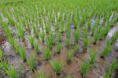 Rice paddy