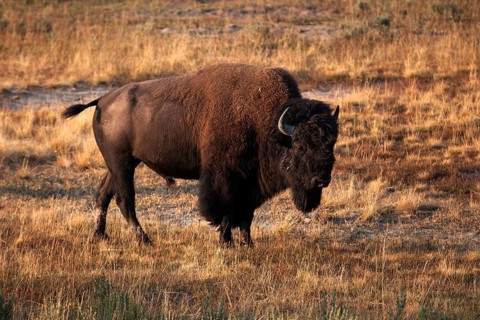 Buffalo