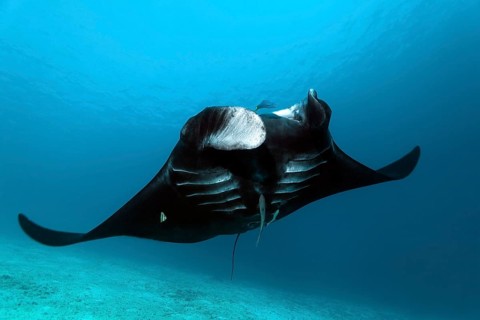 Pelagic manta ray