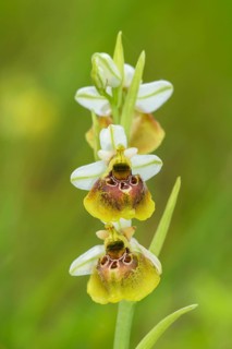 Late spider orchid