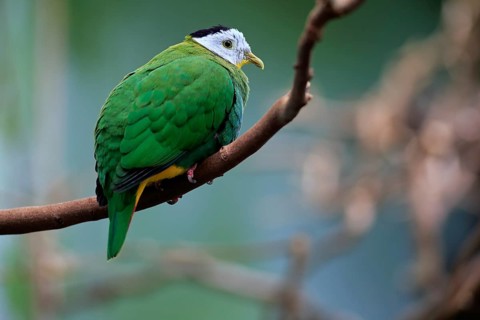 Black-naped fruit dove