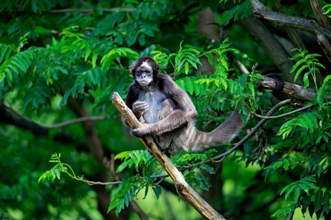 White-bellied spider monkey