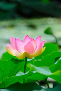 Indian lotus