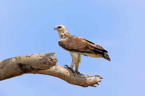 Crowned eagle