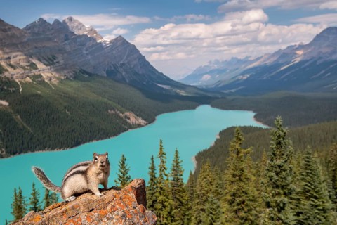 Golden-mantled ground squirrel