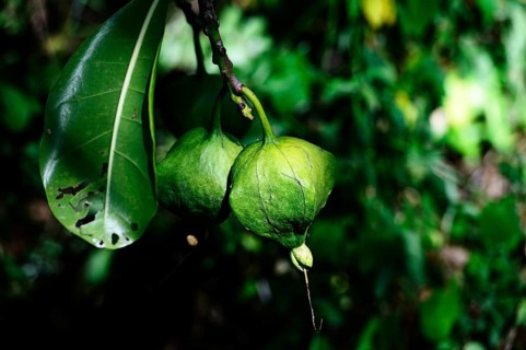 Fruits