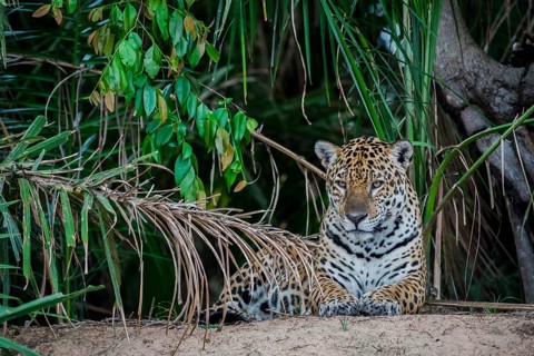 Jaguar
