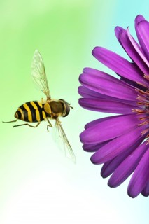 Syrphus ribesii