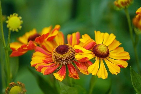 Sneezeweed