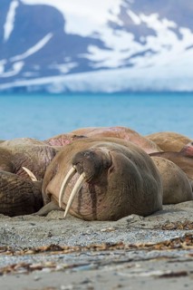 Walrus