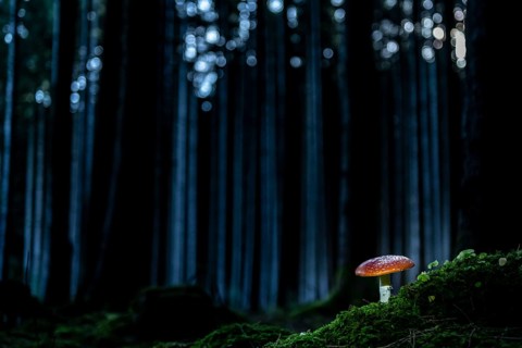 Fly agaric