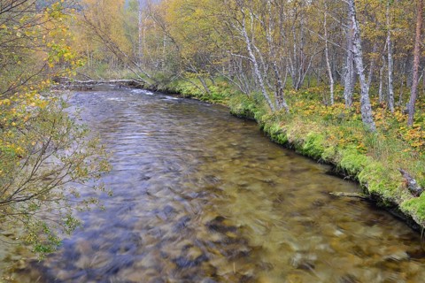 River in birch forest in autumn