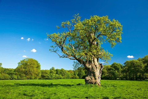 Gnarly old oak
