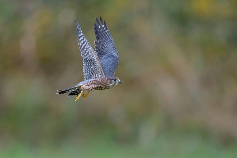 Merlin