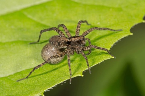Spotted wolf spider