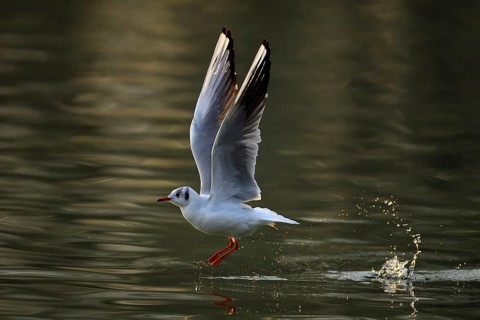 Black-headed gull
