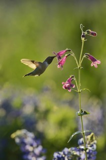 Black-chinned hummingbird