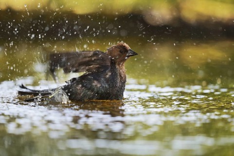Brown-headed Cowbird