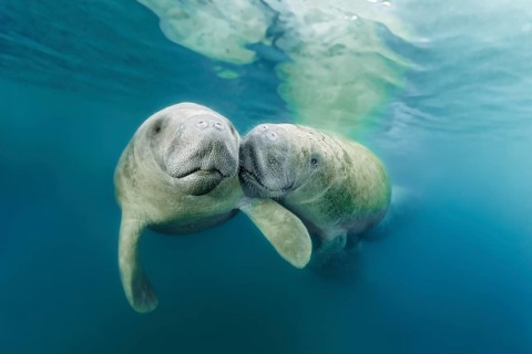 Two West Indian manatees
