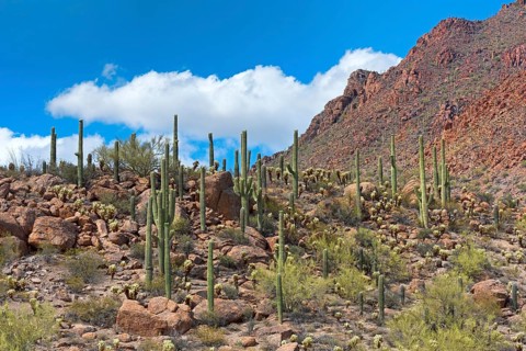 Saguaro Cacti