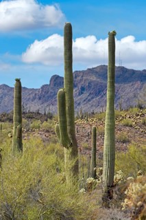 Saguaro Cacti