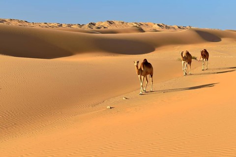 Dromedaries
